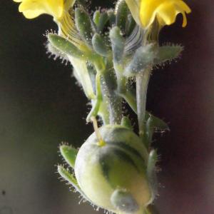 Photographie n°716573 du taxon Linaria simplex (Willd.) DC. [1805]