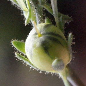 Photographie n°716577 du taxon Linaria simplex (Willd.) DC. [1805]