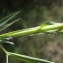  Liliane Roubaudi - Lathyrus cicera L. [1753]