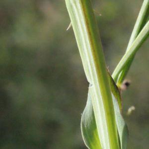 Photographie n°716592 du taxon Lathyrus cicera L. [1753]