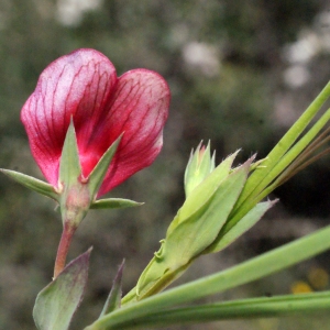 Photographie n°716599 du taxon Lathyrus cicera L. [1753]