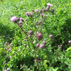 Photographie n°716661 du taxon Cirsium arvense (L.) Scop. [1772]