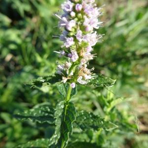 Photographie n°716713 du taxon Mentha longifolia subsp. longifolia