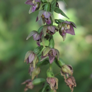 Photographie n°716734 du taxon Epipactis helleborine (L.) Crantz [1769]