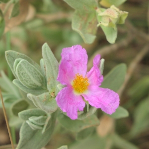 Photographie n°716739 du taxon Cistus albidus L. [1753]