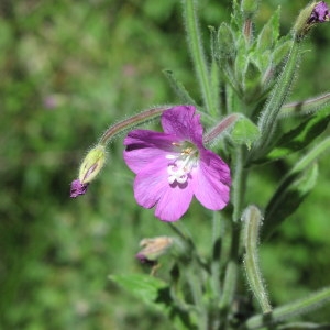 Photographie n°716746 du taxon Epilobium hirsutum L. [1753]