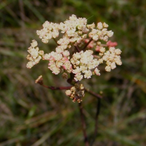 Photographie n°716754 du taxon Peucedanum gallicum Latourr. [1785]