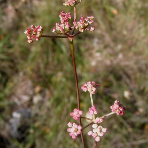 Photographie n°716756 du taxon Peucedanum gallicum Latourr. [1785]