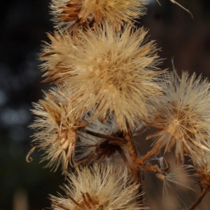 Photographie n°716758 du taxon Dittrichia viscosa (L.) Greuter [1973]