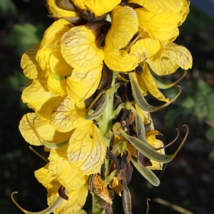 Cassia didymobotrya Frezen.