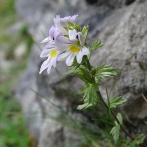  - Euphrasia alpina Lam. [1786]