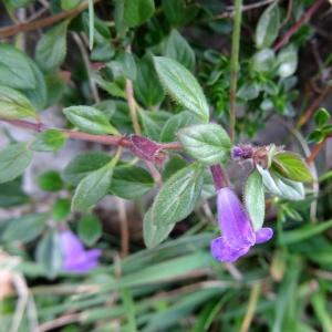  - Clinopodium acinos subsp. acinos 