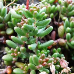 Photographie n°716821 du taxon Sedum album L.