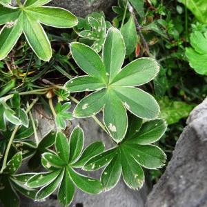  - Potentilla alchemilloides Lapeyr. [1782]