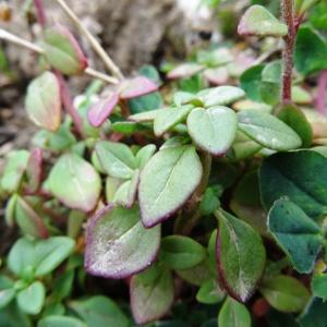 Photographie n°716831 du taxon Chaenorhinum origanifolium (L.) Kostel.