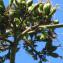  Michel Gaubert - Agave americana L. [1753]