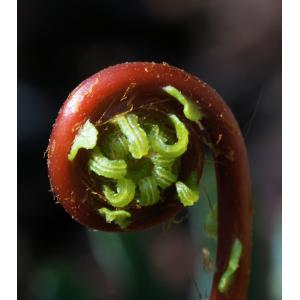 blechnum-spicant-04-05-2013-b.jpg