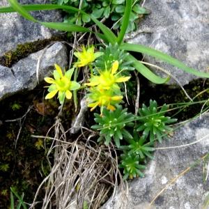 Photographie n°717023 du taxon Saxifraga aizoides L.