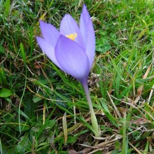 Photographie n°717027 du taxon Crocus nudiflorus Sm.