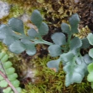 Photographie n°717031 du taxon Asplenium ruta-muraria subsp. ruta-muraria 