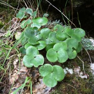 Photographie n°717046 du taxon Anemone hepatica L.