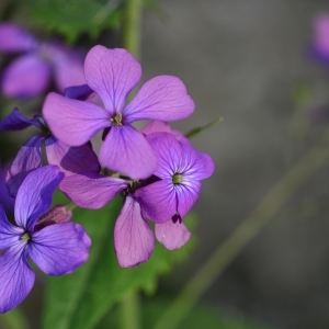 Photographie n°717078 du taxon Lunaria annua L. [1753]