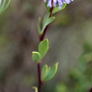  - Globularia alypum L. [1753]