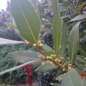 Photographie n°717150 du taxon Laurus nobilis L. [1753]