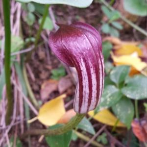  - Arisarum vulgare O.Targ.Tozz. [1810]