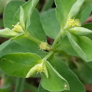  - Euphorbia peplus L.