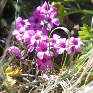  - Oxalis articulata Savigny [1798]