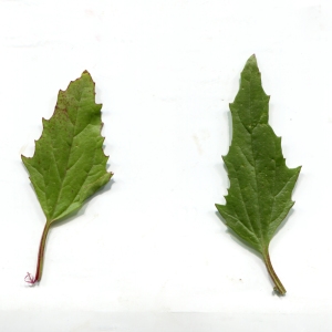 Photographie n°717221 du taxon Chenopodium rubrum L. [1753]