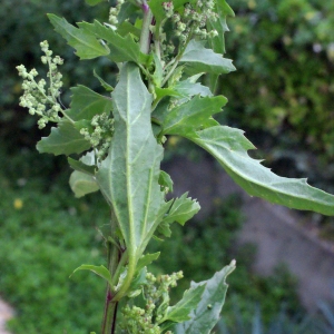 Photographie n°717227 du taxon Chenopodium rubrum L. [1753]