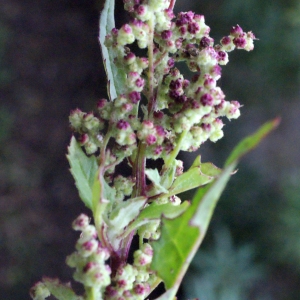 Photographie n°717232 du taxon Chenopodium rubrum L. [1753]