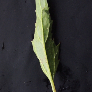 Photographie n°717233 du taxon Chenopodium rubrum L. [1753]