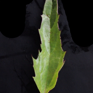 Photographie n°717236 du taxon Chenopodium rubrum L. [1753]