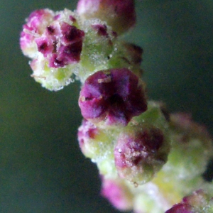 Photographie n°717238 du taxon Chenopodium rubrum L. [1753]