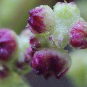 Photographie n°717239 du taxon Chenopodium rubrum L. [1753]