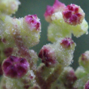 Photographie n°717240 du taxon Chenopodium rubrum L. [1753]