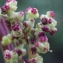  Liliane Roubaudi - Chenopodium rubrum L. [1753]