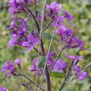 Photographie n°717252 du taxon Lunaria annua L. [1753]