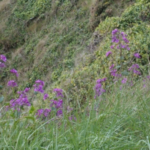 Photographie n°717254 du taxon Lunaria annua L. [1753]