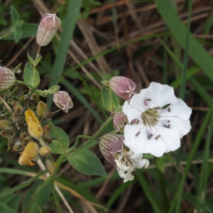 Photographie n°717255 du taxon Silene uniflora Roth [1794]