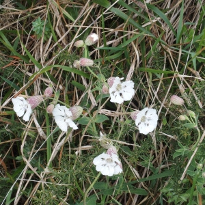 Photographie n°717256 du taxon Silene uniflora Roth [1794]