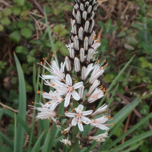 Photographie n°717258 du taxon Asphodelus albus Mill. [1768]