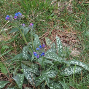 Photographie n°717262 du taxon Pulmonaria longifolia (Bastard) Boreau [1857]