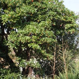 Photographie n°717290 du taxon Arbutus unedo L. [1753]