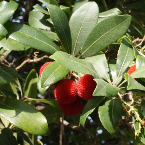 Photographie n°717292 du taxon Arbutus unedo L. [1753]