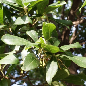 Photographie n°717293 du taxon Arbutus unedo L. [1753]