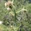  Stephen LEROY - Cirsium carniolicum subsp. rufescens (Ramond ex DC.) P.Fourn. [1940]